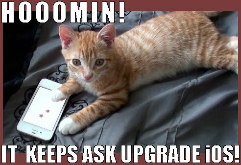 online casino funny cat asking about an ios upgrade